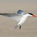 Caspian Tern